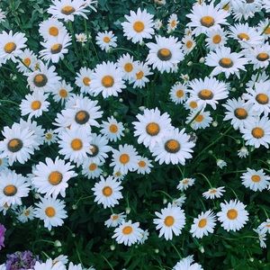 Meet your Posher, Ava